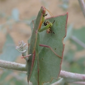 Orthodera ministralis at Molonglo Valley, ACT - 27 Jan 2021