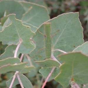 Orthodera ministralis at Molonglo Valley, ACT - 27 Jan 2021