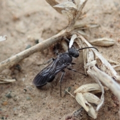 Mutillidae (family) (Unidentified 'velvet ant') at Holt, ACT - 27 Jan 2021 by CathB
