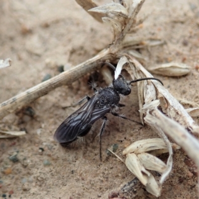 Mutillidae (family) (Unidentified Mutillid wasp or velvet ant) at Aranda Bushland - 27 Jan 2021 by CathB