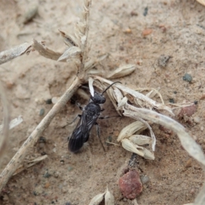 Mutillidae (family) at Aranda Bushland - 27 Jan 2021