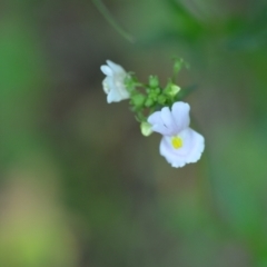 Nemesia strumosa (Nemesia) at Wamboin, NSW - 27 Nov 2020 by natureguy