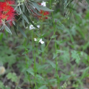 Nemesia strumosa at Wamboin, NSW - 27 Nov 2020