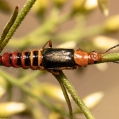 Carphurus sp. (genus) (Soft-winged flower beetle) at Umbagong District Park - 28 Jan 2021 by Roger