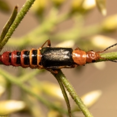 Carphurus sp. (genus) (Soft-winged flower beetle) at Latham, ACT - 28 Jan 2021 by Roger