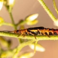 Carphurus sp. (genus) at Latham, ACT - 28 Jan 2021 12:24 PM