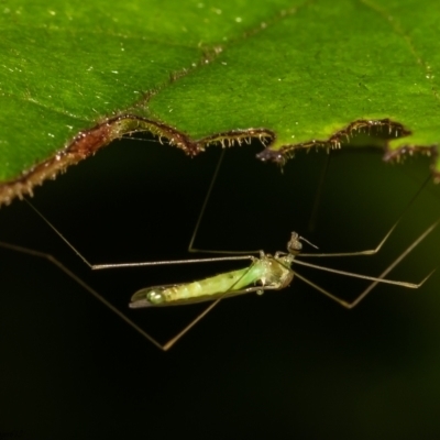 Limoniidae (family) (Unknown Limoniid Crane Fly) at ANBG - 26 Jan 2021 by Roger