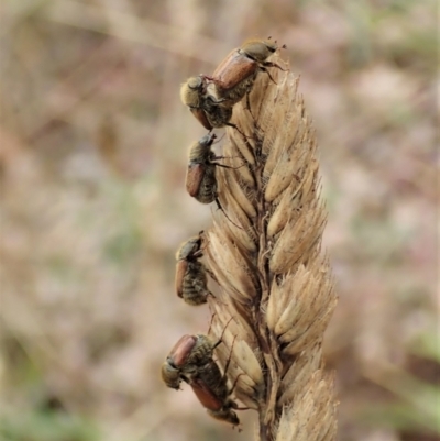 Automolius sp. (genus) (Scarab or Chafer beetle) at Mount Painter - 27 Jan 2021 by CathB