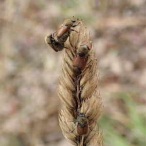 Automolius sp. (genus) at Holt, ACT - 27 Jan 2021