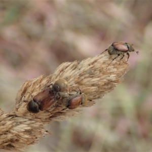 Automolius sp. (genus) at Holt, ACT - 27 Jan 2021