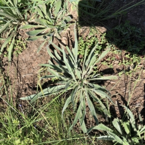 Plantago lanceolata at Molonglo Valley, ACT - 23 Sep 2020