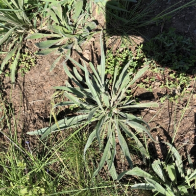 Plantago lanceolata (Ribwort Plantain, Lamb's Tongues) at Molonglo Valley, ACT - 23 Sep 2020 by ruthkerruish