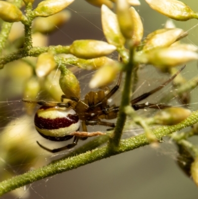 Deliochus zelivira (Messy Leaf Curling Spider) at Umbagong District Park - 28 Jan 2021 by Roger