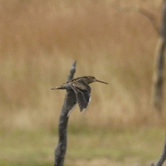 Gallinago hardwickii (Latham's Snipe) at Mulligans Flat - 28 Jan 2021 by davidcunninghamwildlife