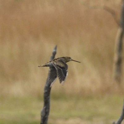 Gallinago hardwickii (Latham's Snipe) at Mulligans Flat - 28 Jan 2021 by davidcunninghamwildlife