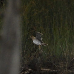 Gallinago hardwickii at Throsby, ACT - 28 Jan 2021