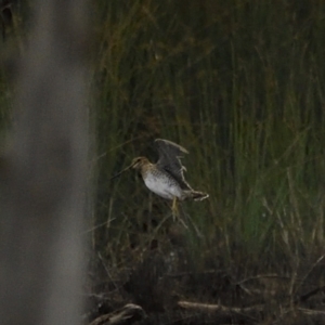 Gallinago hardwickii at Throsby, ACT - 28 Jan 2021 11:08 AM