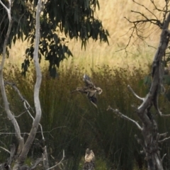 Gallinago hardwickii at Throsby, ACT - 28 Jan 2021 11:08 AM