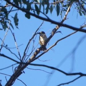 Todiramphus sanctus at O'Connor, ACT - 23 Jan 2021