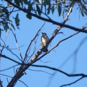 Todiramphus sanctus at O'Connor, ACT - 23 Jan 2021