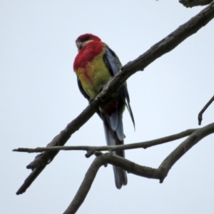 Platycercus eximius at Jerrabomberra, NSW - 28 Jan 2021