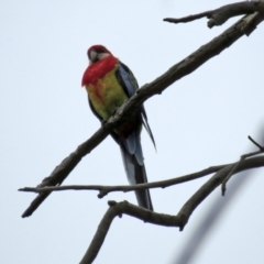 Platycercus eximius at Jerrabomberra, NSW - 28 Jan 2021