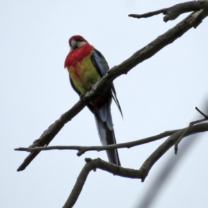 Platycercus eximius at Jerrabomberra, NSW - 28 Jan 2021