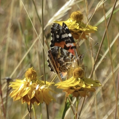 Vanessa kershawi (Australian Painted Lady) at Symonston, ACT - 24 Jan 2021 by RobParnell