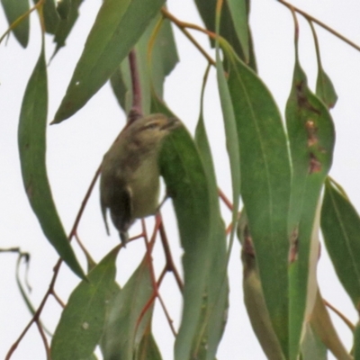 Smicrornis brevirostris (Weebill) at Jerrabomberra, NSW - 28 Jan 2021 by RodDeb