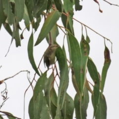 Smicrornis brevirostris at Jerrabomberra, NSW - 28 Jan 2021