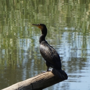 Phalacrocorax carbo at Acton, ACT - 28 Nov 2019