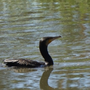 Phalacrocorax carbo at Acton, ACT - 28 Nov 2019 07:37 AM