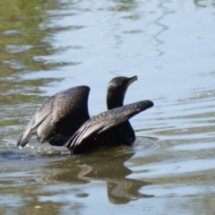 Phalacrocorax carbo at Acton, ACT - 28 Nov 2019