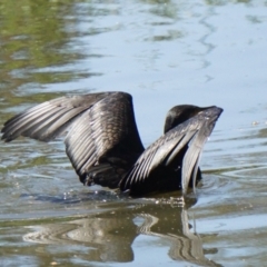 Phalacrocorax carbo at Acton, ACT - 28 Nov 2019