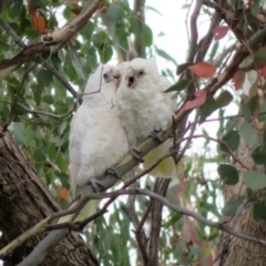 Cacatua sanguinea (Little Corella) at Jerrabomberra, NSW - 28 Jan 2021 by RodDeb