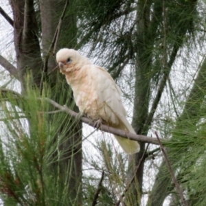 Cacatua sanguinea at Jerrabomberra, NSW - 28 Jan 2021