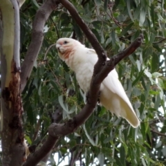 Cacatua sanguinea at Jerrabomberra, NSW - 28 Jan 2021