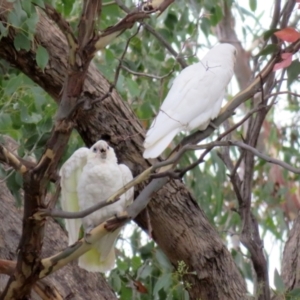 Cacatua sanguinea at Jerrabomberra, NSW - 28 Jan 2021