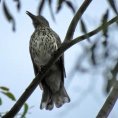 Oriolus sagittatus (Olive-backed Oriole) at Jerrabomberra, NSW - 28 Jan 2021 by RodDeb