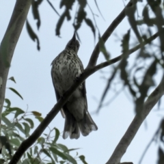 Oriolus sagittatus at Jerrabomberra, NSW - 28 Jan 2021