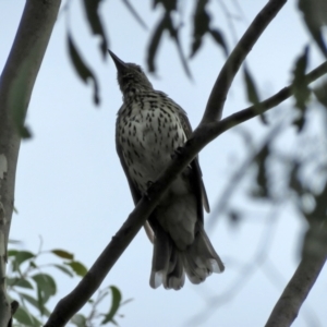 Oriolus sagittatus at Jerrabomberra, NSW - 28 Jan 2021 12:58 PM