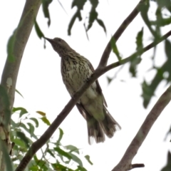 Oriolus sagittatus at Jerrabomberra, NSW - 28 Jan 2021