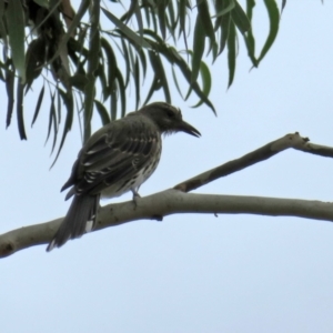 Oriolus sagittatus at Jerrabomberra, NSW - 28 Jan 2021 12:58 PM