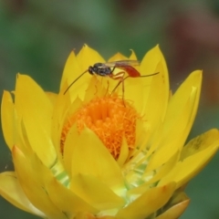 Heteropelma scaposum (Two-toned caterpillar parasite wasp) at ANBG - 27 Jan 2021 by RodDeb