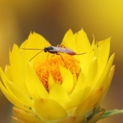 Heteropelma scaposum at Acton, ACT - 27 Jan 2021