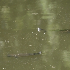 Emydura macquarii (Macquarie Turtle) at Sullivans Creek, Acton - 8 Dec 2019 by MReevesii00milktea