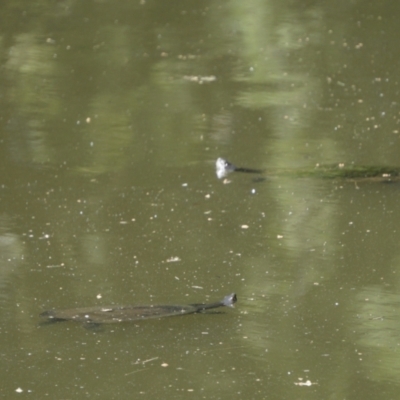 Emydura macquarii (Macquarie Turtle) at Acton, ACT - 8 Dec 2019 by MReevesii00milktea