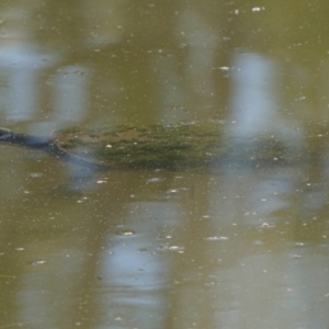 Emydura macquarii at Acton, ACT - 9 Dec 2019