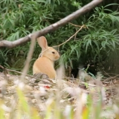 Oryctolagus cuniculus (European Rabbit) at ANBG - 27 Jan 2021 by RodDeb