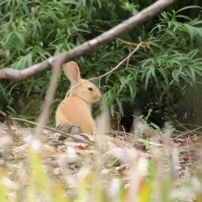 Oryctolagus cuniculus (European Rabbit) at ANBG - 27 Jan 2021 by RodDeb